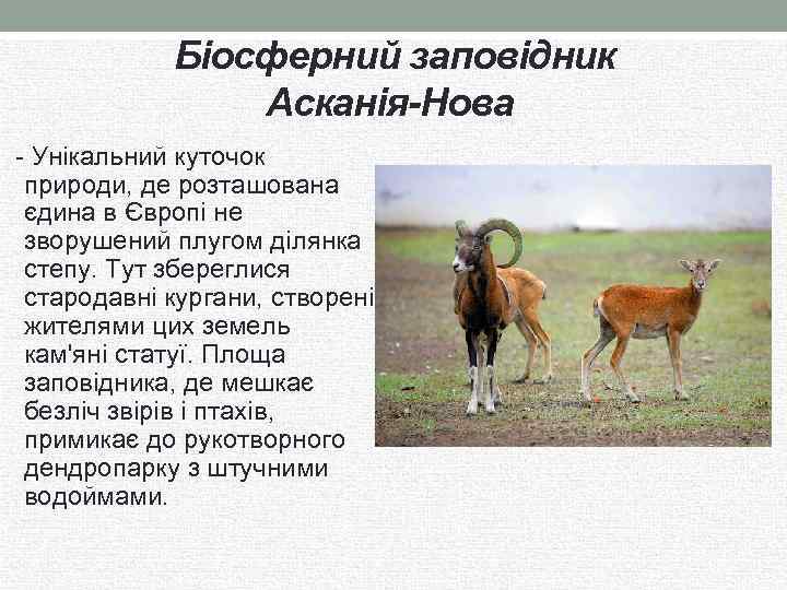 Біосферний заповідник Асканія-Нова - Унікальний куточок природи, де розташована єдина в Європі не зворушений