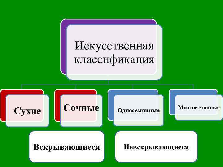 Искусственная классификация Сухие Сочные Вскрывающиеся Односемянные Многосемянные Невскрывающиеся 