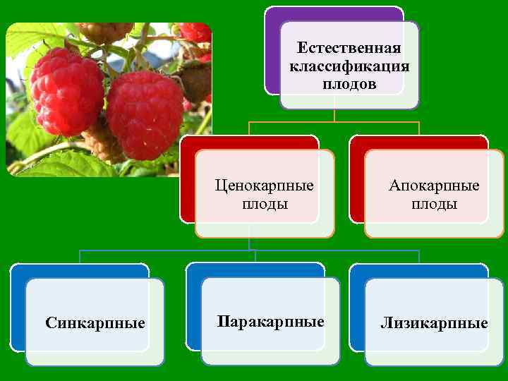 Естественная классификация. Типы апокарпных плодов. Апокарпные и ценокарпные плоды. Плод ценокарпий. Апокарпный полимерный плоды.