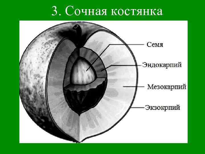 3. Сочная костянка 