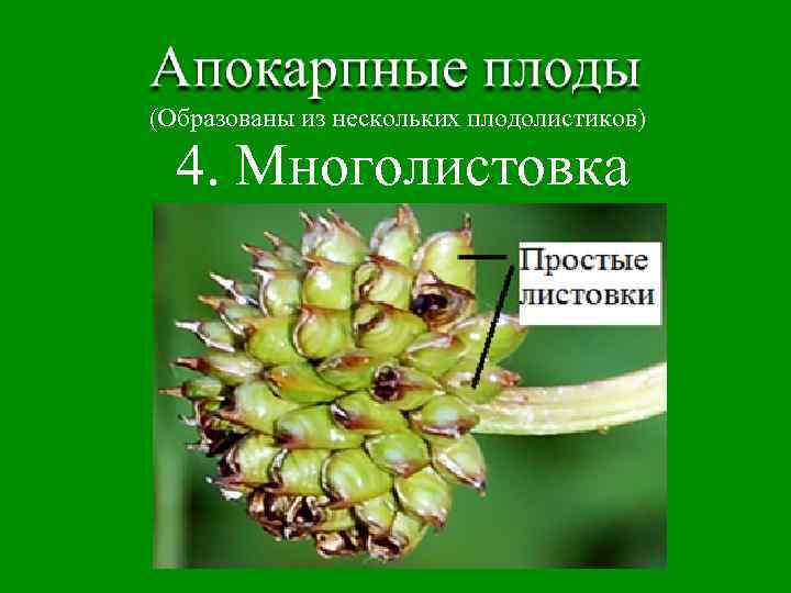 (Образованы из нескольких плодолистиков) 4. Многолистовка 