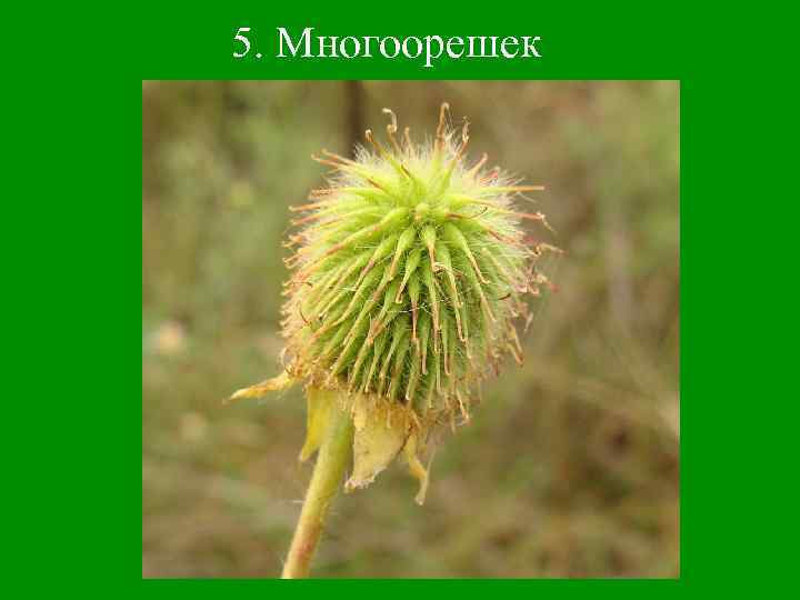 5. Многоорешек 