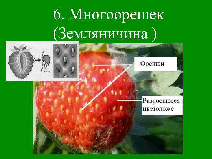 6. Многоорешек (Земляничина ) 