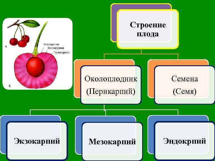 Строение плода Околоплодник (Перикарпий) Экзокарпий Семена (Семя) Мезокарпий Эндокрпий 