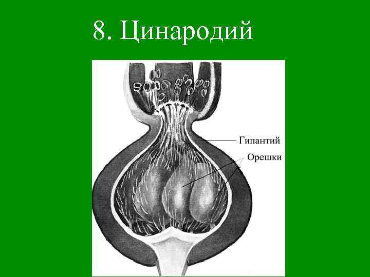 8. Цинародий 