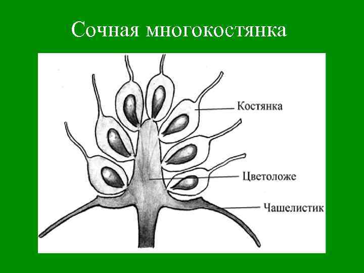 Сочная многокостянка 