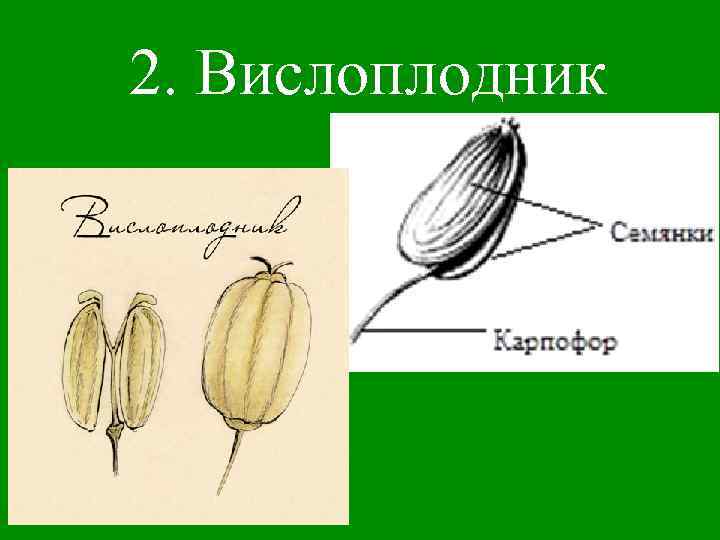 2. Вислоплодник 