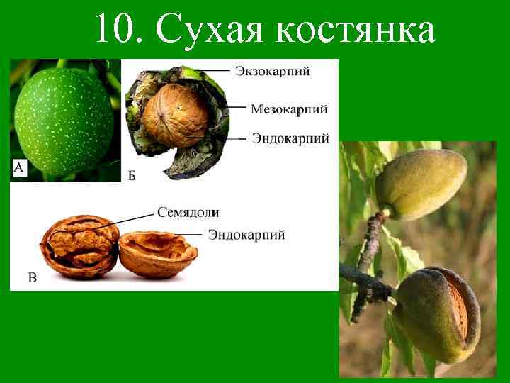 10. Сухая костянка 