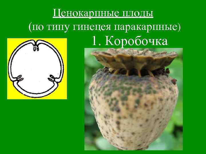 Ценокарпные плоды (по типу гинецея паракарпные) 1. Коробочка 