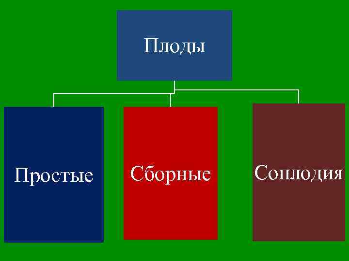 Плоды Простые Сборные Соплодия 