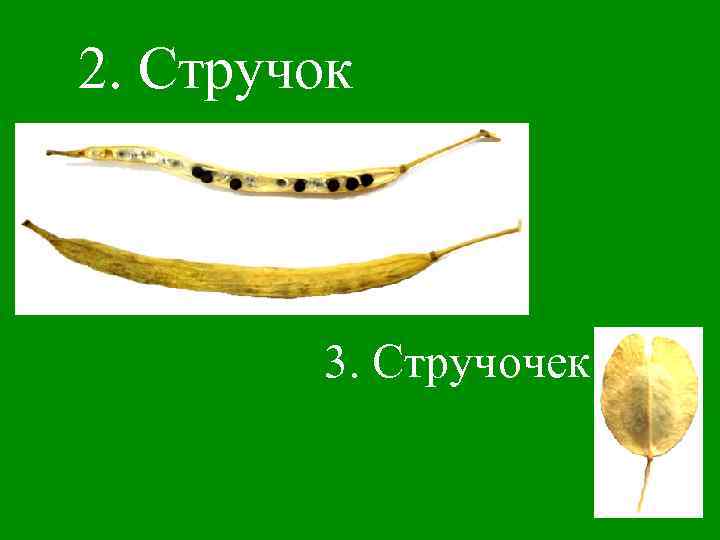 2. Стручок 3. Стручочек 