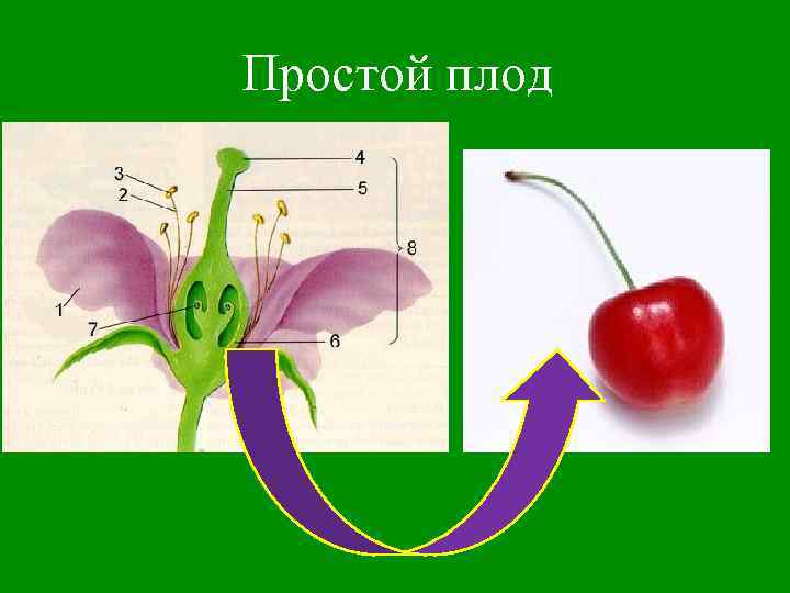 Простой плод 