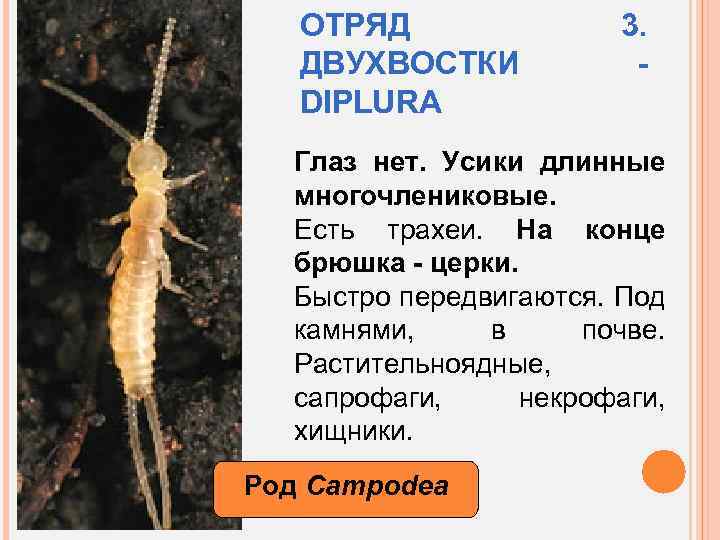 ОТРЯД ДВУХВОСТКИ DIPLURA 3. - Глаз нет. Усики длинные многочлениковые. Есть трахеи. На конце