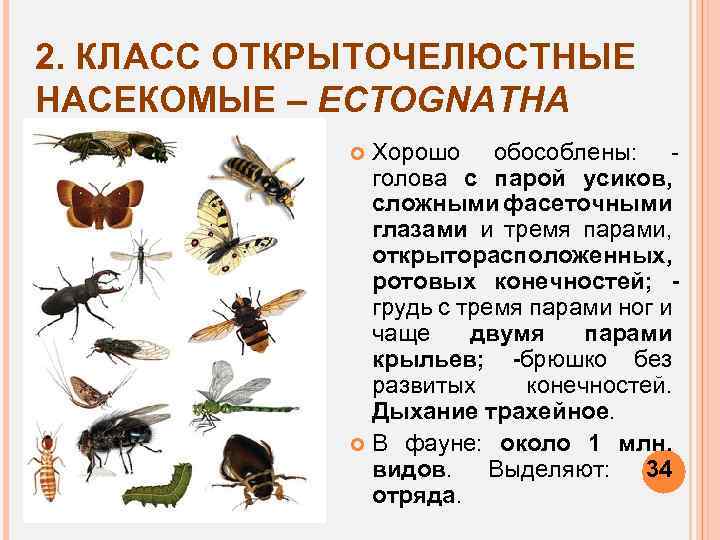 2. КЛАСС ОТКРЫТОЧЕЛЮСТНЫЕ НАСЕКОМЫЕ – ECTOGNATHA Хорошо обособлены: голова с парой усиков, сложными фасеточными