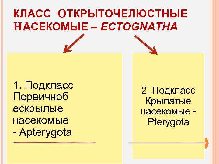 КЛАСС ОТКРЫТОЧЕЛЮСТНЫЕ НАСЕКОМЫЕ – ECTOGNATHA 1. Подкласс Первичноб ескрылые насекомые - Apterygota 2. Подкласс