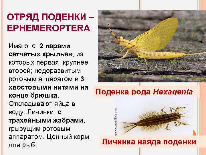 ОТРЯД ПОДЕНКИ – EPHEMEROPTERA Имаго с 2 парами сетчатых крыльев, из которых первая крупнее