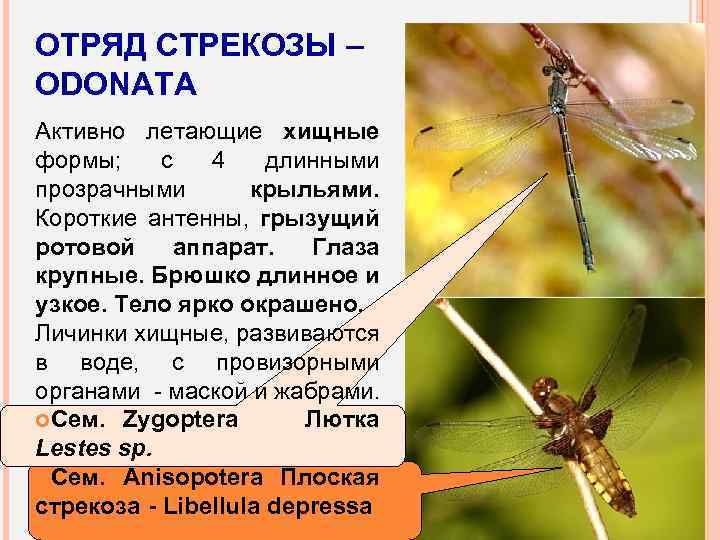 ОТРЯД СТРЕКОЗЫ – ODONATA Активно летающие хищные формы; с 4 длинными прозрачными крыльями. Короткие