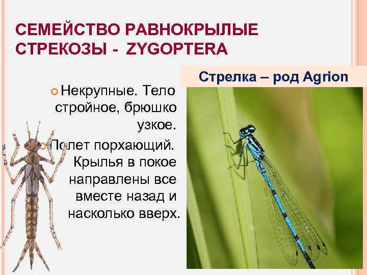 СЕМЕЙСТВО РАВНОКРЫЛЫЕ СТРЕКОЗЫ - ZYGOPTERA Некрупные. Тело стройное, брюшко узкое. Полет порхающий. Крылья в