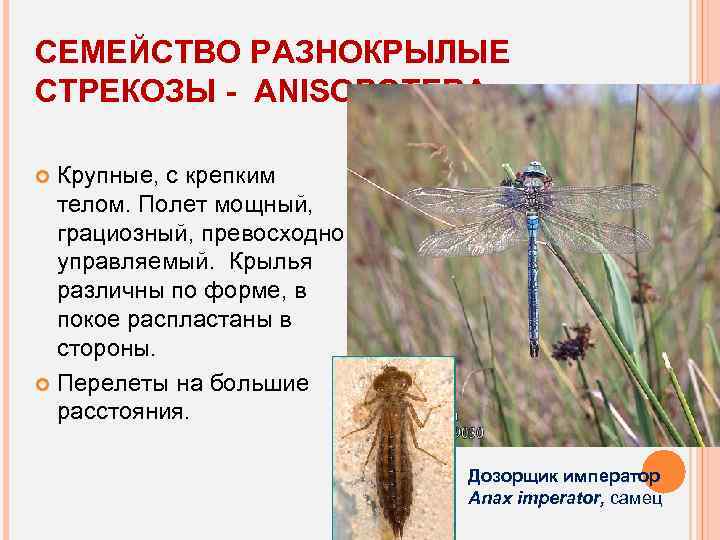 СЕМЕЙСТВО РАЗНОКРЫЛЫЕ СТРЕКОЗЫ - ANISOPOTERA Крупные, с крепким телом. Полет мощный, грациозный, превосходно управляемый.