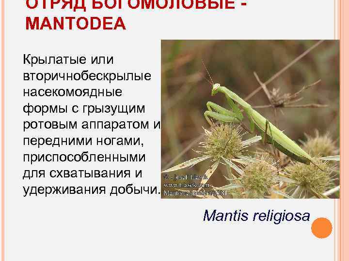 ОТРЯД БОГОМОЛОВЫЕ MANTODEA Крылатые или вторичнобескрылые насекомоядные формы с грызущим ротовым аппаратом и передними