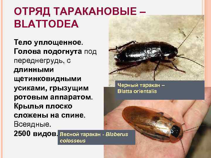 Почему таракана назвали тараканом. Отряд Таракановые черный таракан. Классификация отряда Таракановые. Отряд Таракановые представители. Класс насекомые таракан.