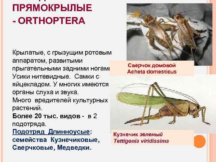 ПРЯМОКРЫЛЫЕ - ORTHOPTERA Крылатые, с грызущим ротовым аппаратом, развитыми Сверчок домовой прыгательными задними ногами.