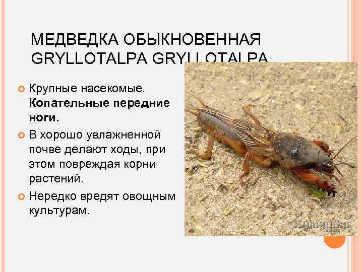 МЕДВЕДКА ОБЫКНОВЕННАЯ GRYLLOTALPA Крупные насекомые. Копательные передние ноги. В хорошо увлажненной почве делают ходы,