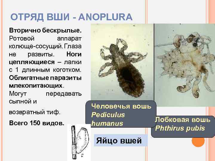 ОТРЯД ВШИ - ANOPLURA Вторично бескрылые. Ротовой аппарат колюще-сосущий. Глаза не развиты. Ноги цепляющиеся