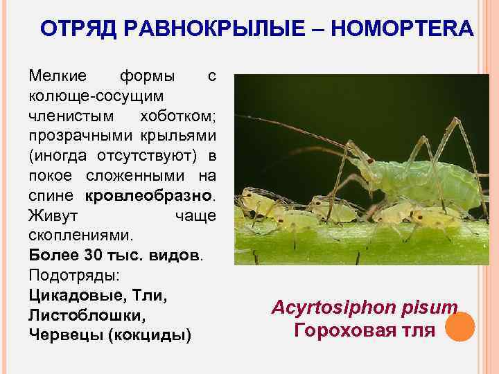 ОТРЯД РАВНОКРЫЛЫЕ – HOMOPTERA Мелкие формы с колюще-сосущим членистым хоботком; прозрачными крыльями (иногда отсутствуют)