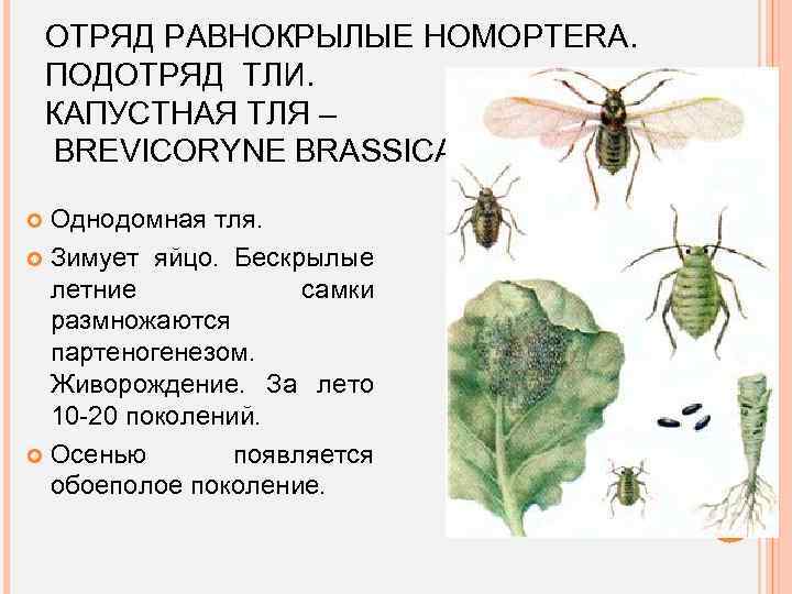 ОТРЯД РАВНОКРЫЛЫЕ HOMOPTERA. ПОДОТРЯД ТЛИ. КАПУСТНАЯ ТЛЯ – BREVICORYNE BRASSICAE Однодомная тля. Зимует яйцо.