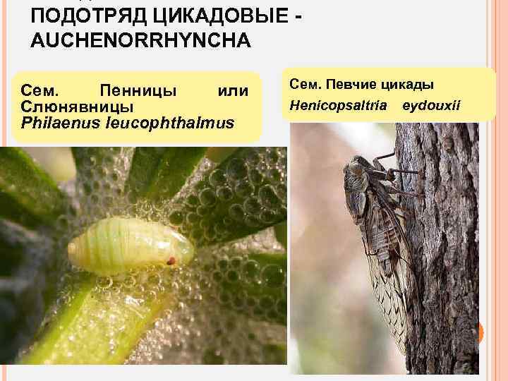 ПОДОТРЯД ЦИКАДОВЫЕ AUCHENORRHYNCHA Сем. Пенницы или Слюнявницы Philaenus leucophthalmus Сем. Певчие цикады Henicopsaltria eydouxii