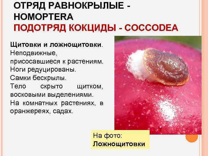 ОТРЯД РАВНОКРЫЛЫЕ HOMOPTERA ПОДОТРЯД КОКЦИДЫ - COCCODEA Щитовки и ложнощитовки. Неподвижные, присосавшиеся к растениям.