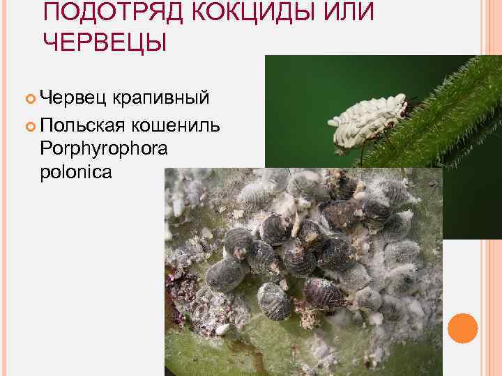 ПОДОТРЯД КОКЦИДЫ ИЛИ ЧЕРВЕЦЫ Червец крапивный Польская кошениль Porphyrophora polonica 