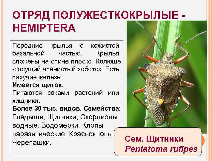 ОТРЯД ПОЛУЖЕСТКОКРЫЛЫЕ HEMIPTERA Передние крылья с кожистой базальной частью. Крылья сложены на спине плоско.