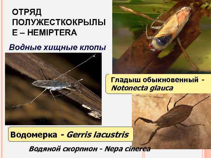 ОТРЯД ПОЛУЖЕСТКОКРЫЛЫ Е – HEMIPTERA Водные хищные клопы Гладыш обыкновенный - Notonecta glauca Водомерка