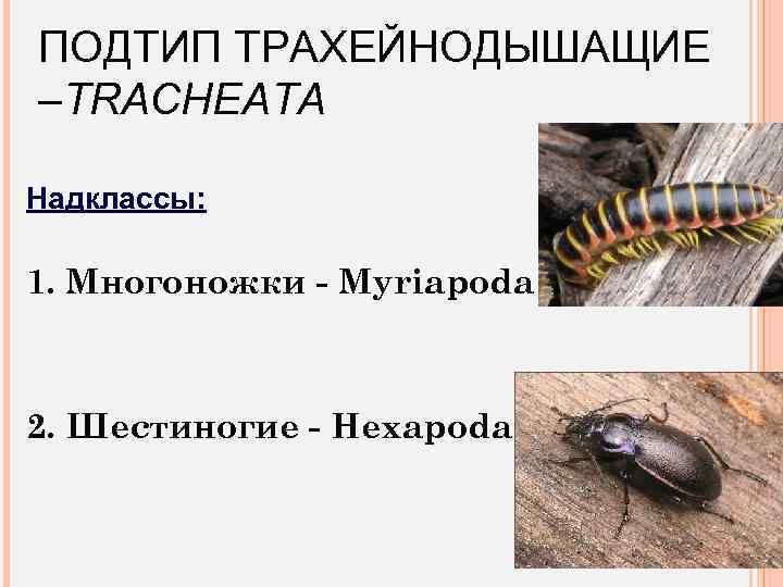 ПОДТИП ТРАХЕЙНОДЫШАЩИЕ –TRACHEATA Надклассы: 1. Многоножки - Myriapoda 2. Шестиногие - Hexapoda 