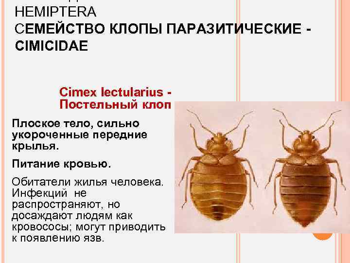 HEMIPTERA СЕМЕЙСТВО КЛОПЫ ПАРАЗИТИЧЕСКИЕ CIMICIDAE Cimex lectularius Постельный клоп Плоское тело, сильно укороченные передние