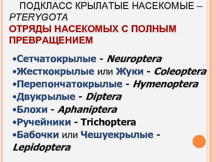 ПОДКЛАСС КРЫЛАТЫЕ НАСЕКОМЫЕ – PTERYGOTA ОТРЯДЫ НАСЕКОМЫХ С ПОЛНЫМ ПРЕВРАЩЕНИЕМ • Сетчатокрылые - Neuroptera