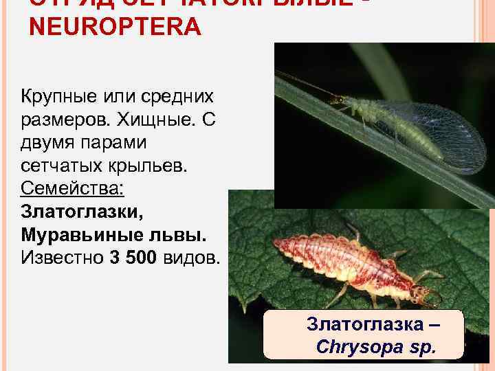 ОТРЯД СЕТЧАТОКРЫЛЫЕ NEUROPTERA Крупные или средних размеров. Хищные. С двумя парами сетчатых крыльев. Семейства: