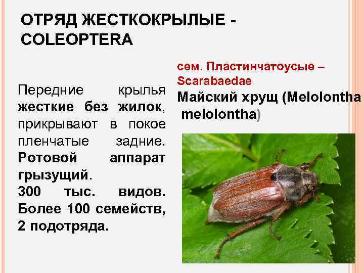 ОТРЯД ЖЕСТКОКРЫЛЫЕ COLEOPTERA сем. Пластинчатоусые – Scarabaedae Передние крылья Майский хрущ (Melolontha жесткие без