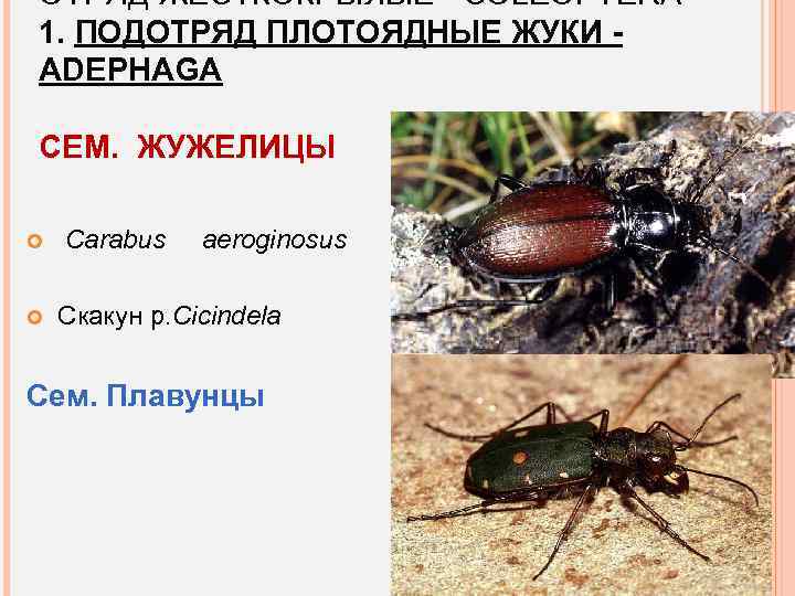 ОТРЯД ЖЕСТКОКРЫЛЫЕ - COLEOPTERA 1. ПОДОТРЯД ПЛОТОЯДНЫЕ ЖУКИ ADEPHAGA СЕМ. ЖУЖЕЛИЦЫ Carabus aeroginosus Скакун