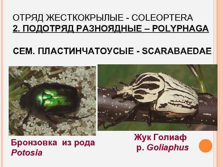 ОТРЯД ЖЕСТКОКРЫЛЫЕ - COLEOPTERA 2. ПОДОТРЯД РАЗНОЯДНЫЕ – POLYPHAGA СЕМ. ПЛАСТИНЧАТОУСЫЕ - SCARABAEDAE Бронзовка