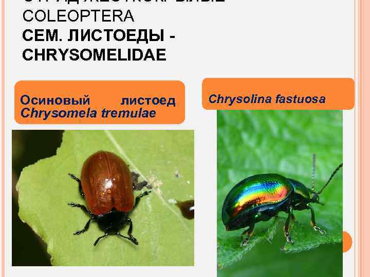 ОТРЯД ЖЕСТКОКРЫЛЫЕ – COLEOPTERA СЕМ. ЛИСТОЕДЫ CHRYSOMELIDAE Осиновый листоед Chrysomela tremulae Chrysolina fastuosa 