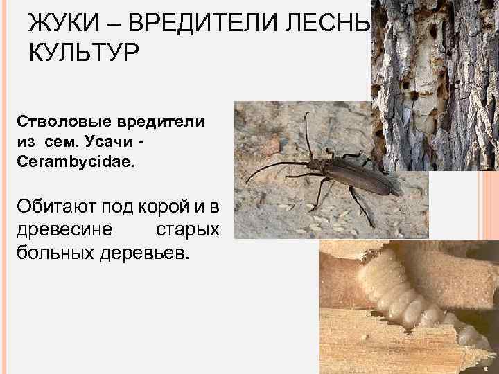 ЖУКИ – ВРЕДИТЕЛИ ЛЕСНЫХ КУЛЬТУР Стволовые вредители из сем. Усачи Cerambycidae. Обитают под корой