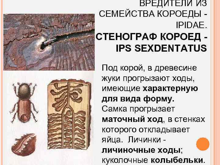 ВРЕДИТЕЛИ ИЗ СЕМЕЙСТВА КОРОЕДЫ IPIDAE. СТЕНОГРАФ КОРОЕД IPS SEXDENTATUS Под корой, в древесине жуки