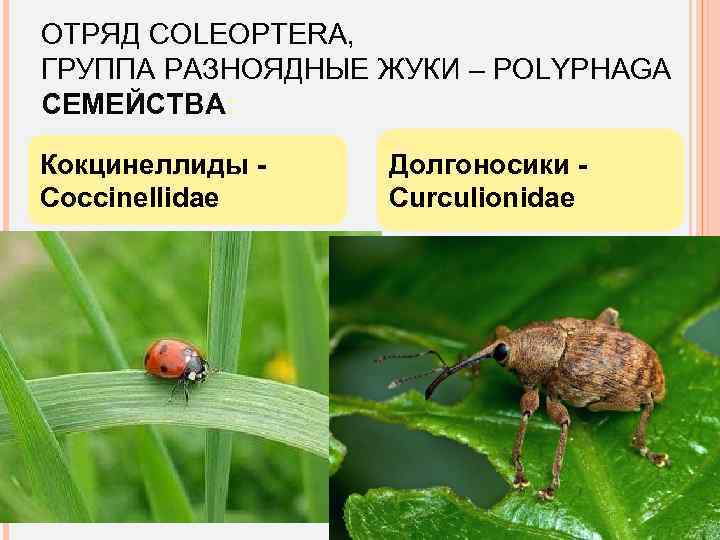 ОТРЯД COLEOPTERA, ГРУППА РАЗНОЯДНЫЕ ЖУКИ – POLYPHAGA СЕМЕЙСТВА: Кокцинеллиды Coccinellidae Долгоносики Curculionidae 