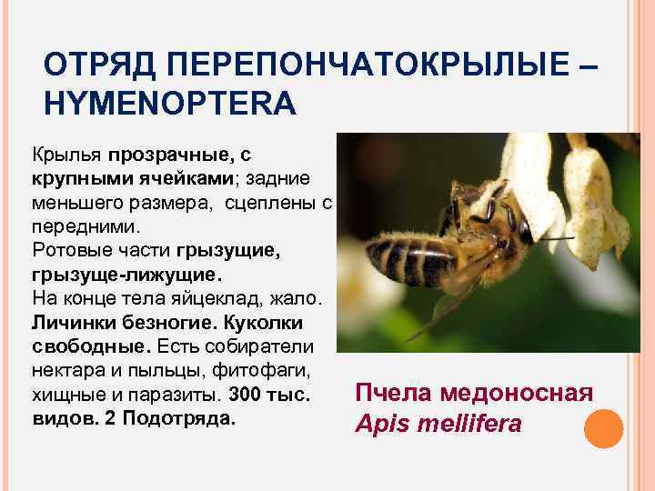 ОТРЯД ПЕРЕПОНЧАТОКРЫЛЫЕ – HYMENOPTERA Крылья прозрачные, с крупными ячейками; задние меньшего размера, сцеплены с