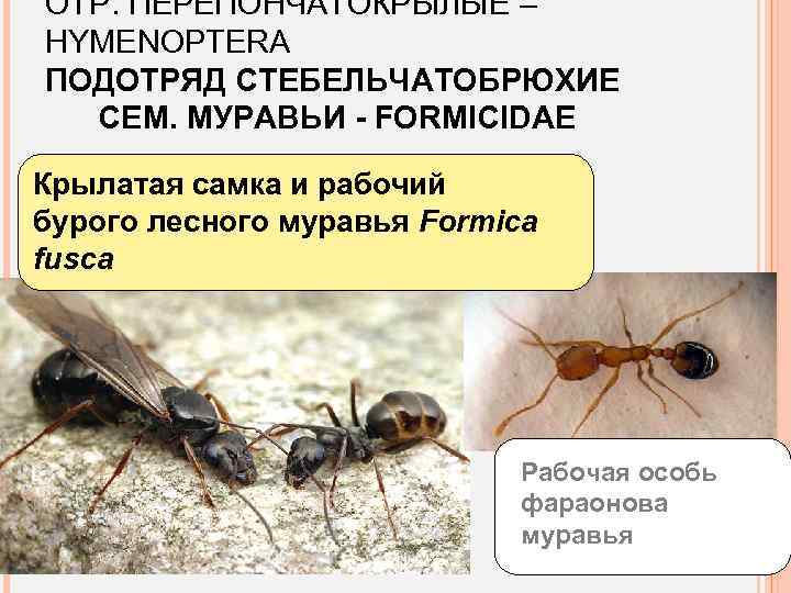 ОТР. ПЕРЕПОНЧАТОКРЫЛЫЕ – HYMENOPTERA ПОДОТРЯД СТЕБЕЛЬЧАТОБРЮХИЕ СЕМ. МУРАВЬИ - FORMICIDAE Крылатая самка и рабочий