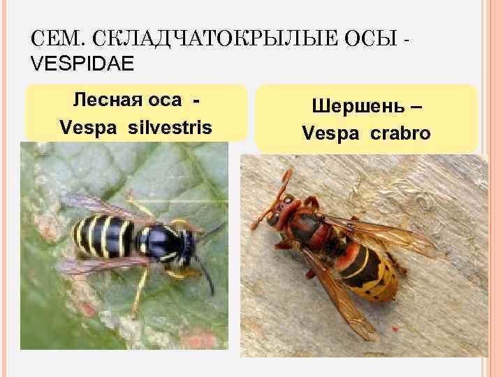 СЕМ. СКЛАДЧАТОКРЫЛЫЕ ОСЫ VESPIDAE Лесная оса Vespa silvestris Шершень – Vespa crabro 