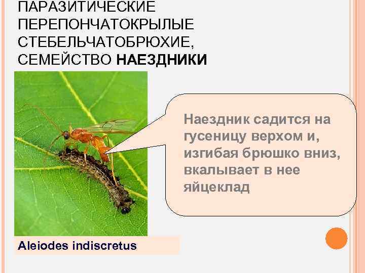 ПАРАЗИТИЧЕСКИЕ ПЕРЕПОНЧАТОКРЫЛЫЕ СТЕБЕЛЬЧАТОБРЮХИЕ, СЕМЕЙСТВО НАЕЗДНИКИ Наездник садится на гусеницу верхом и, изгибая брюшко вниз,